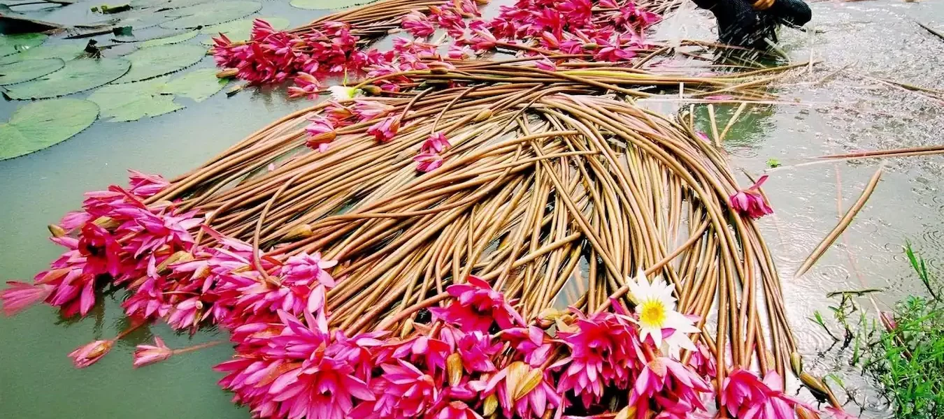 fleurs de nenuphar