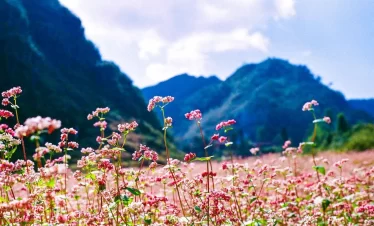 ha giang fleur 1