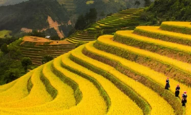 mu cang chai banner 1