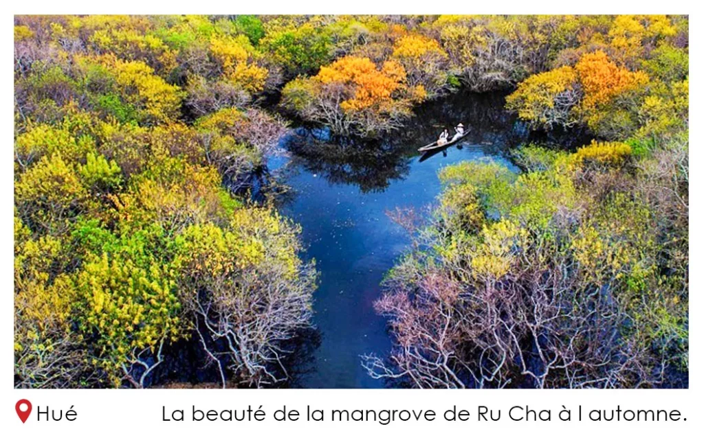 La beauté de la mangrove de Ru Cha à l automne