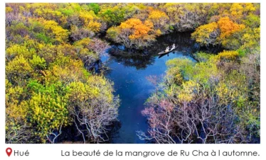 La beauté de la mangrove de Ru Cha à l automne