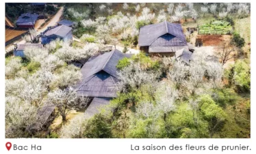 La saison des fleurs de prunier