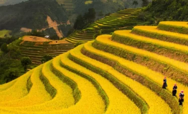 mu cang chai banner