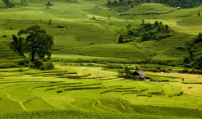 Rizière Vietnam: Top 12 plus belles rizières Vietnam