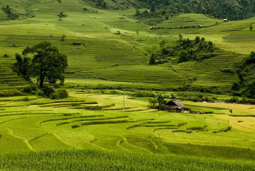 Rizière Vietnam: Top 12 plus belles rizières Vietnam