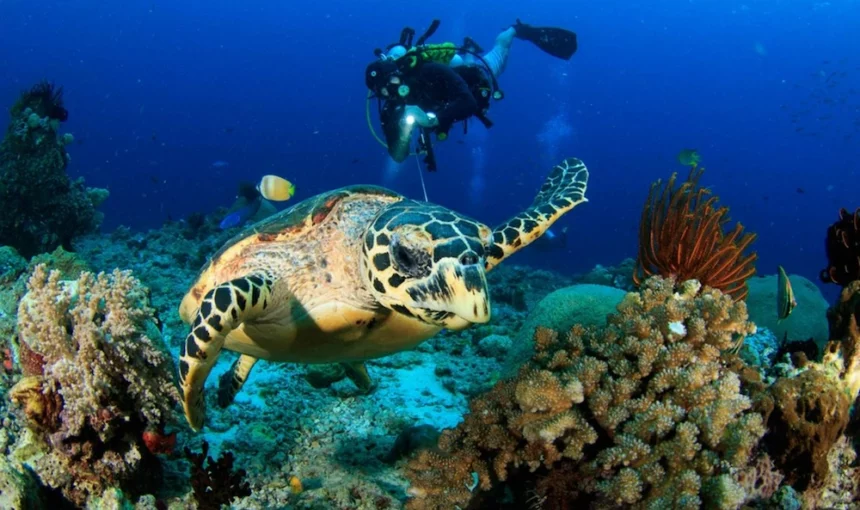 Plongée Vietnam : 18 sites de plonger au Vietnam et Conseils