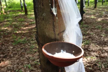 forêts d’hévéas vietnam 2
