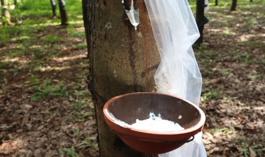 Dans les forêts d’hévéas du Tây Nguyên : silence blanc, gouttes de latex et vies cachées