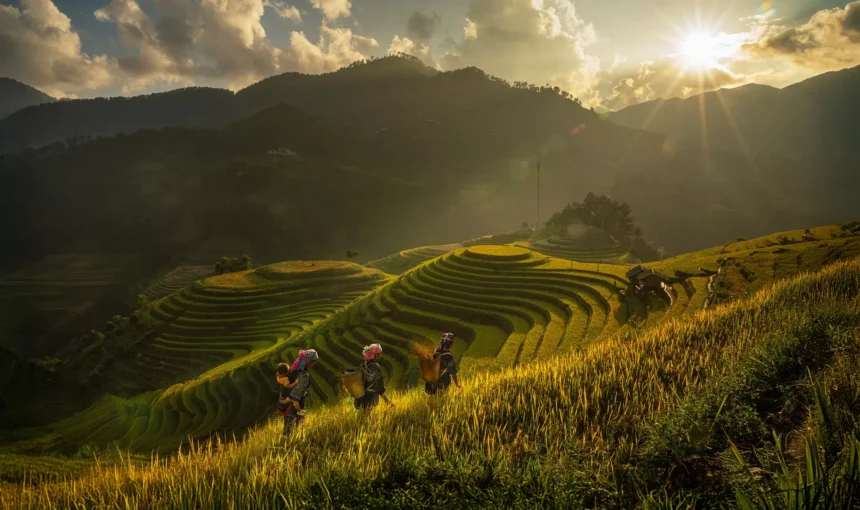 La Pan Tan (Colline de Mâm Xôi), Mu Cang Chai : Rizières en terrasses dorées