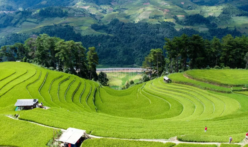 Rizières en terrasses de Mu Cang Chai : Chef-d&rsquo;œuvre doré