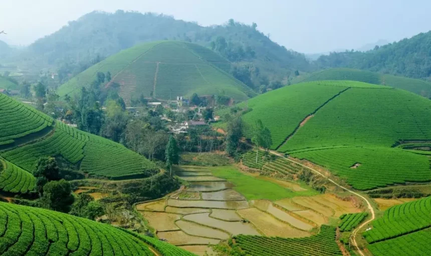 Guide de voyage à Suoi Giàng : Forêts de théiers centenaires