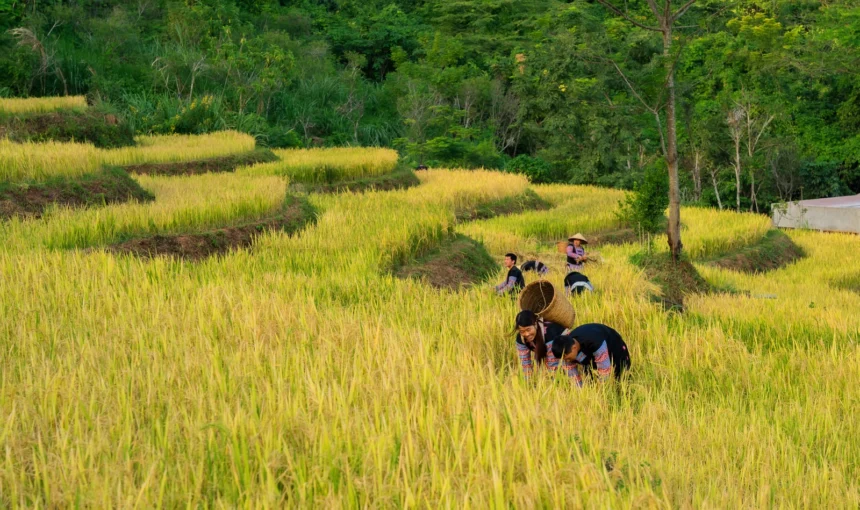 Le Guide Ultime de Mai Hich, Mai Chau
