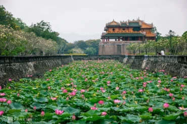 lotus hue