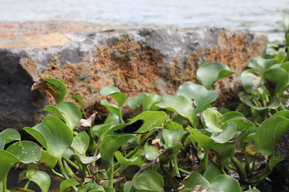 chute dray nur detaille_1000