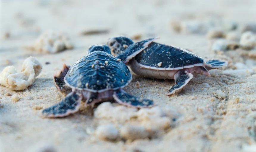 Con Dao Vietnam : L&rsquo;archipel du bout du monde