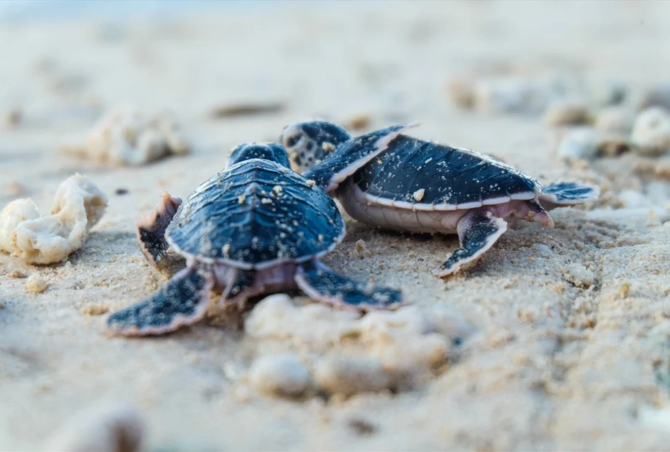 con dao tortue_1000
