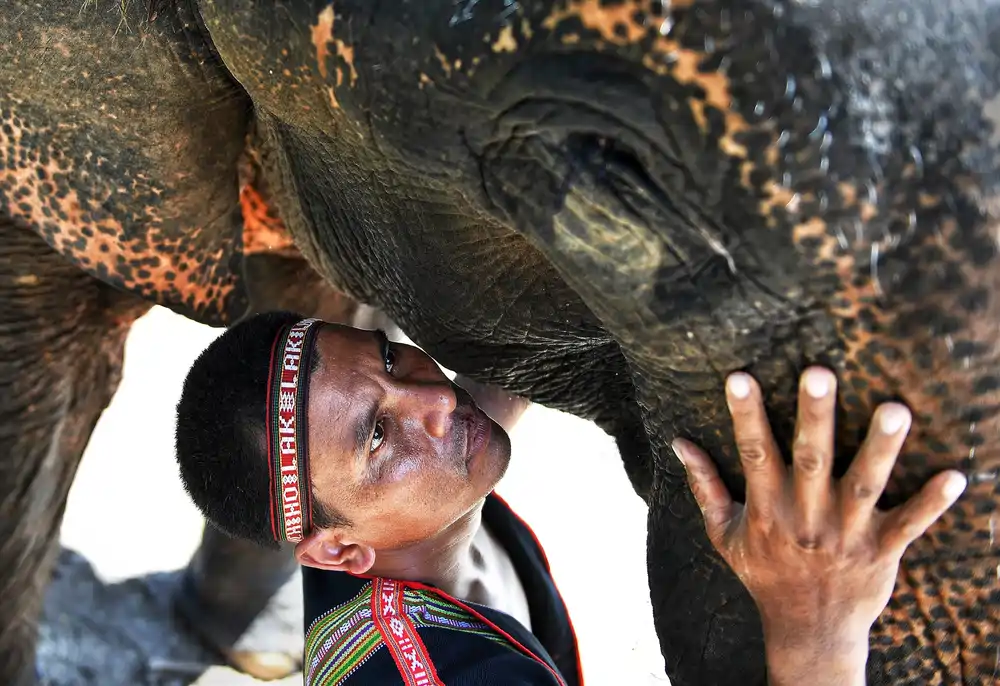 elephant lac lak_1000