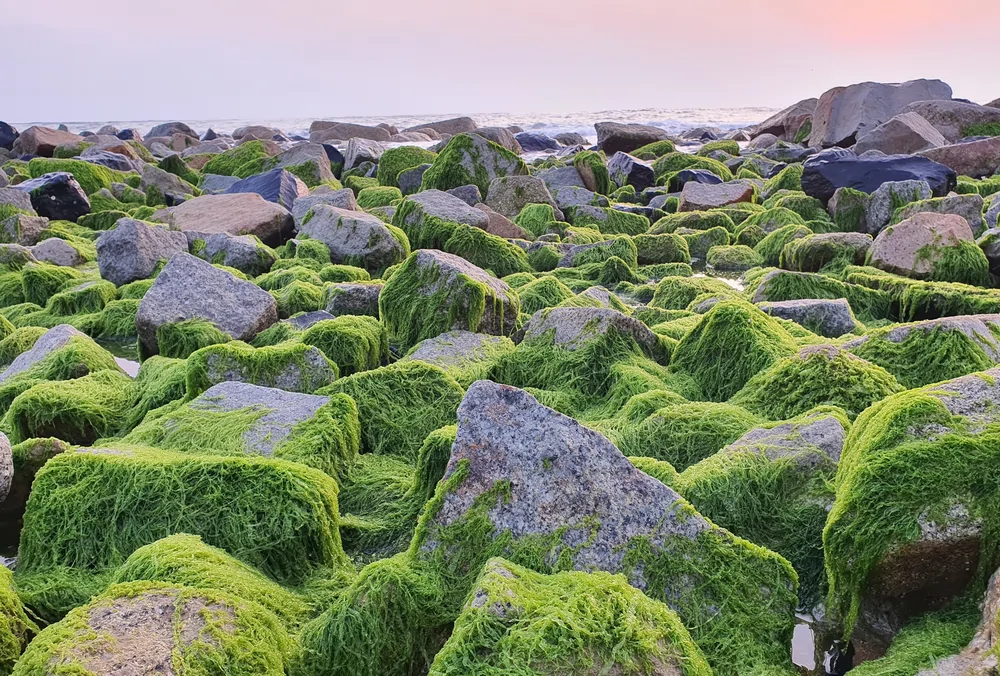 phu yen xom ro_1000