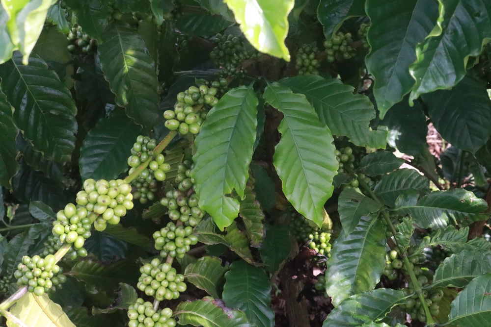plantation des caféiers buon ma thuot 1_1000