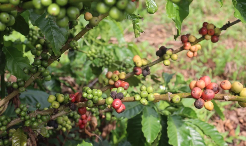 Sous l’ombre des caféiers : Cœur des plantations de Buon Ma Thuot