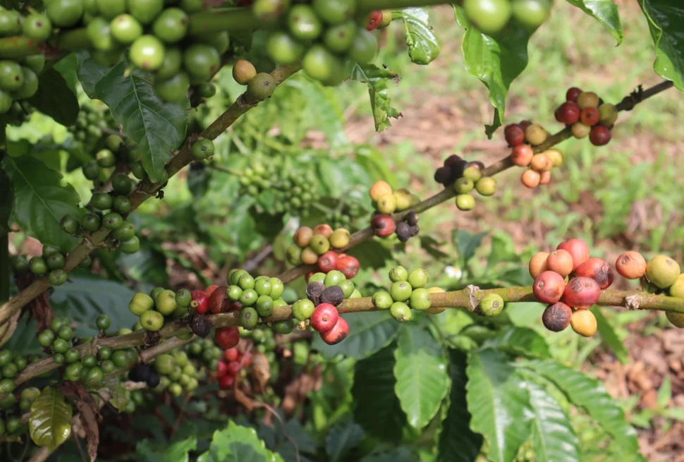 plantation des caféiers buon ma thuot 2_1000