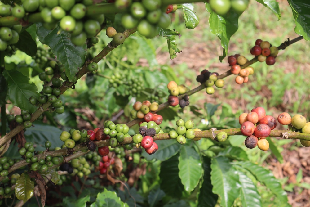 plantation des caféiers buon ma thuot 2_1000