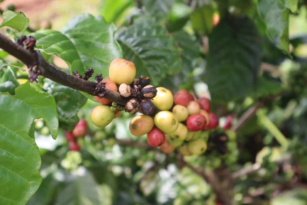 plantation des caféiers buon ma thuot 3_1000