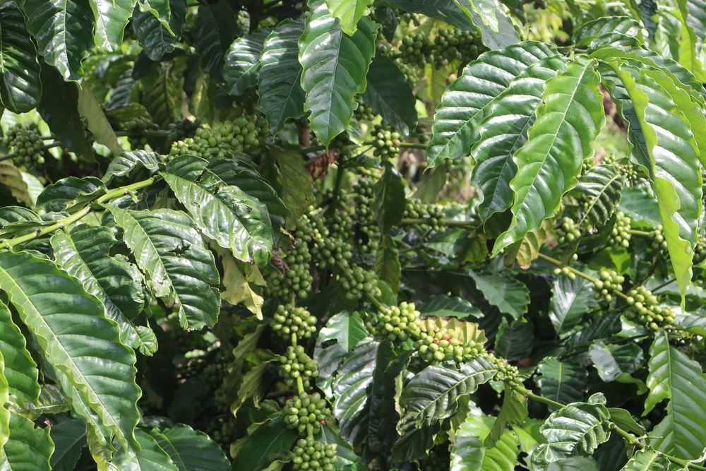 plantation des caféiers buon ma thuot 4_1000