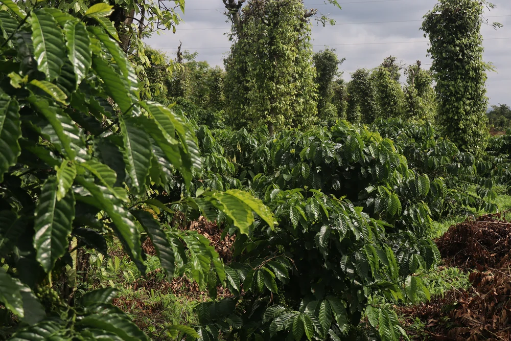 plantation des caféiers buon ma thuot 5_1000