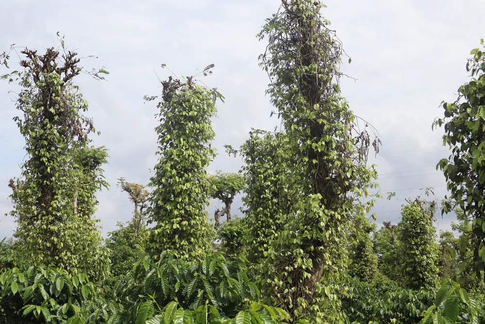 plantation des caféiers buon ma thuot 6_1000