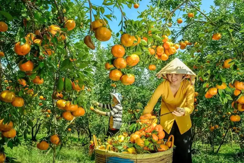 Fruits tropicaux de Vinh Long