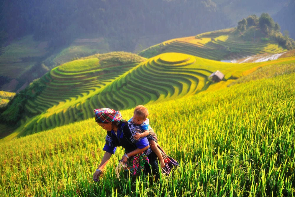 Mu Cang Chai