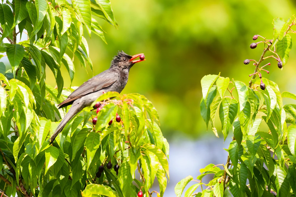 Observation de la faune