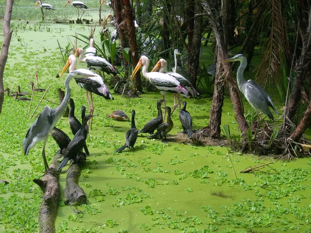 Observer les oiseaux dans le foret de tra su an giang