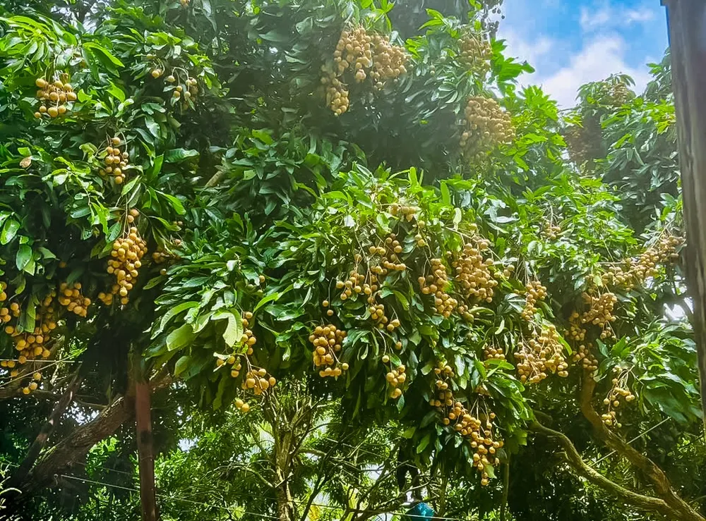 Vergers et jardins fruitiers de vinh long