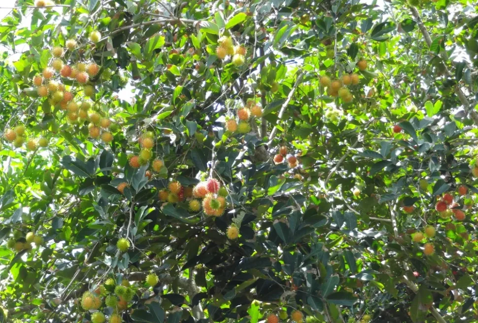 an binh vinh long