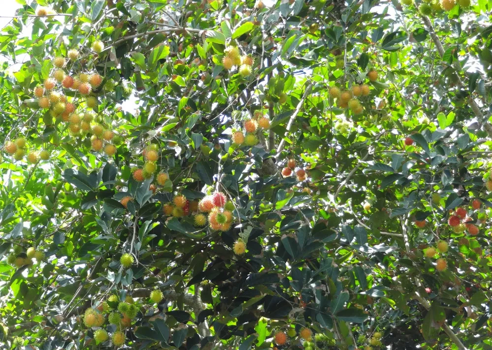 an binh vinh long