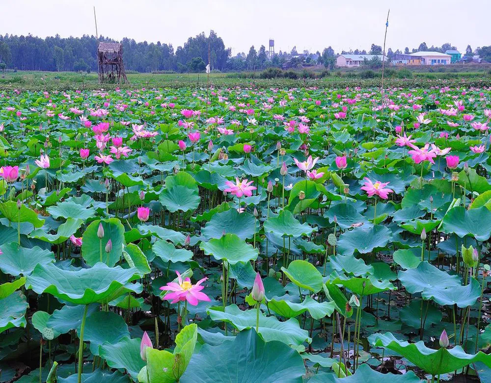 champs de lotus de thap muoi dong thap
