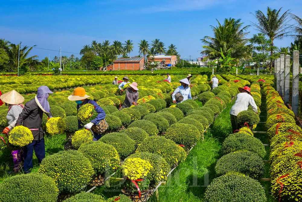 cho lach ben tre