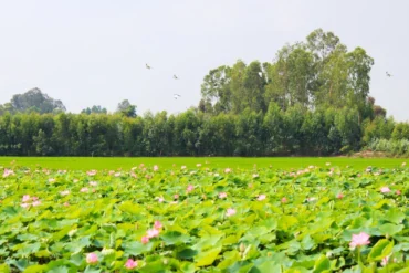 dong thap province