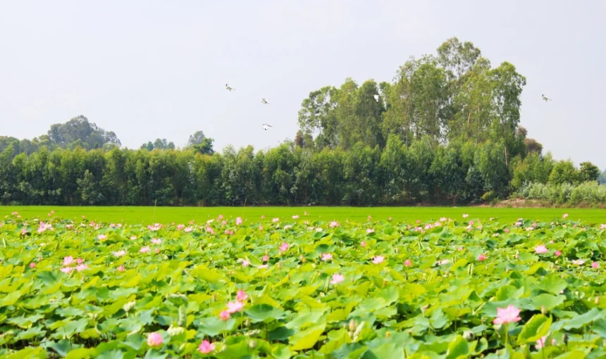 Dong Thap Vietnam: Guide complet pour découvrir le pays des lotus