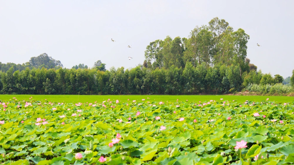 dong thap province