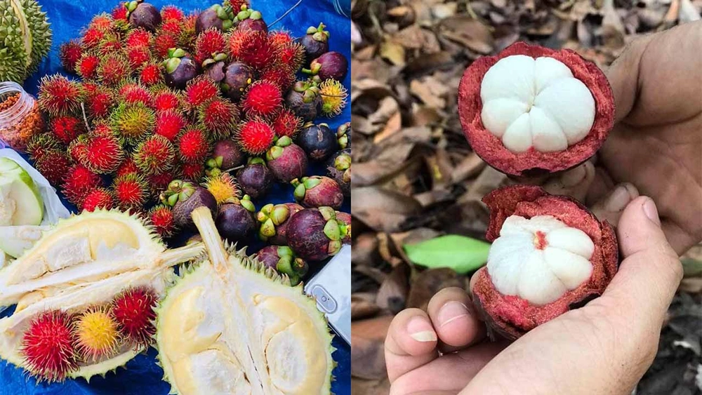 fruits frais dans les vergers a con quy ben tre