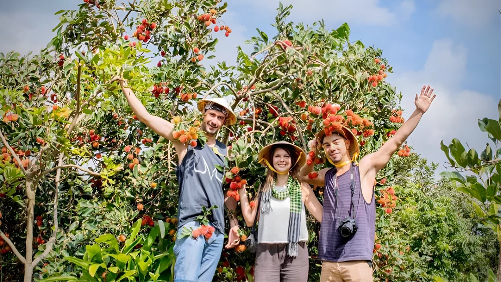 fruits frais directement des vergers an binh