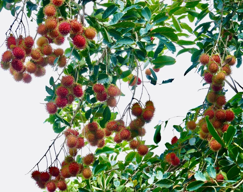 fruits tropicaux vinh long
