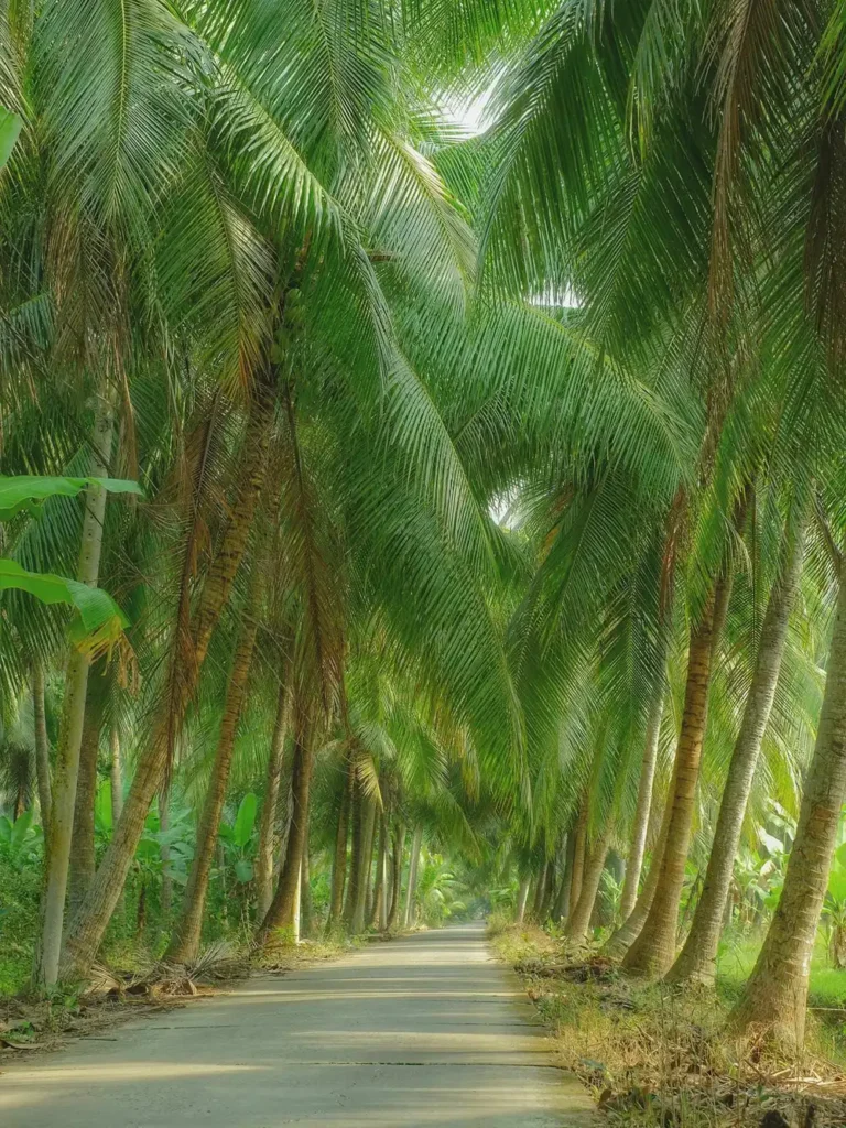jardins de cocotiers ben tre
