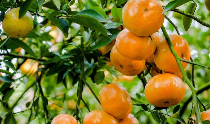Lai Vung Dong Thap : pays des mandarines du delta du Mékong