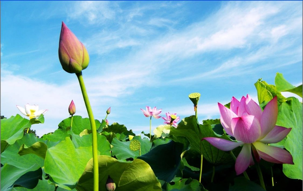 lotus de thap muoi dong thap