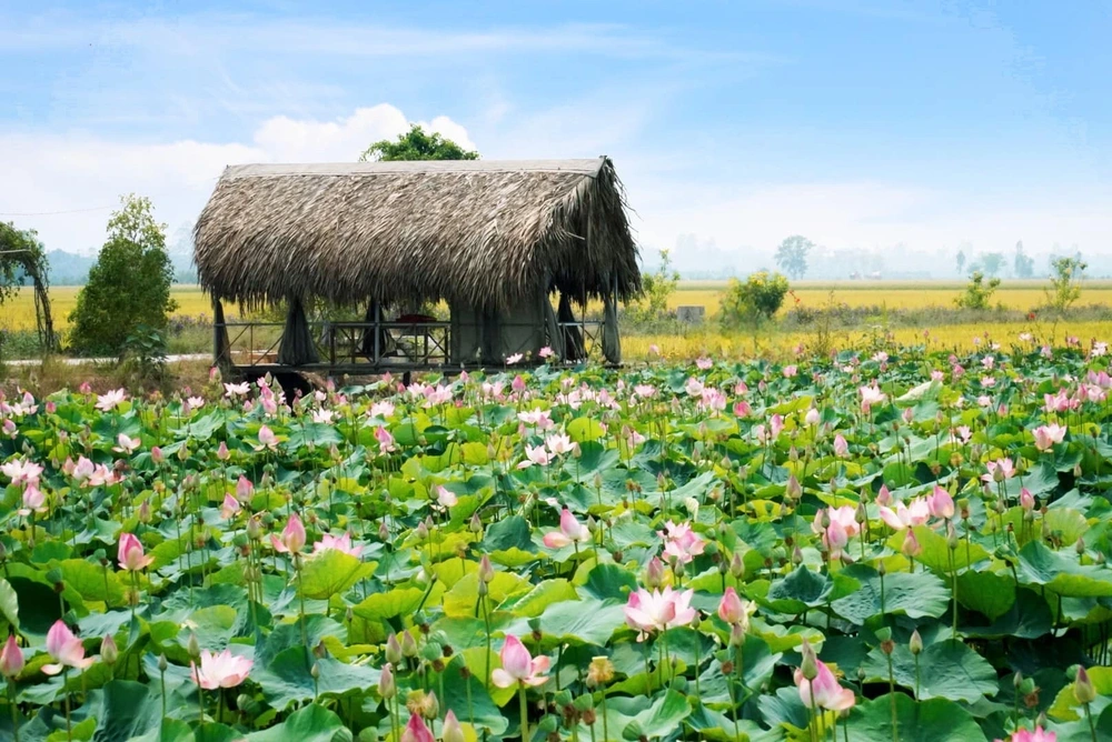 lotus de thap muoi
