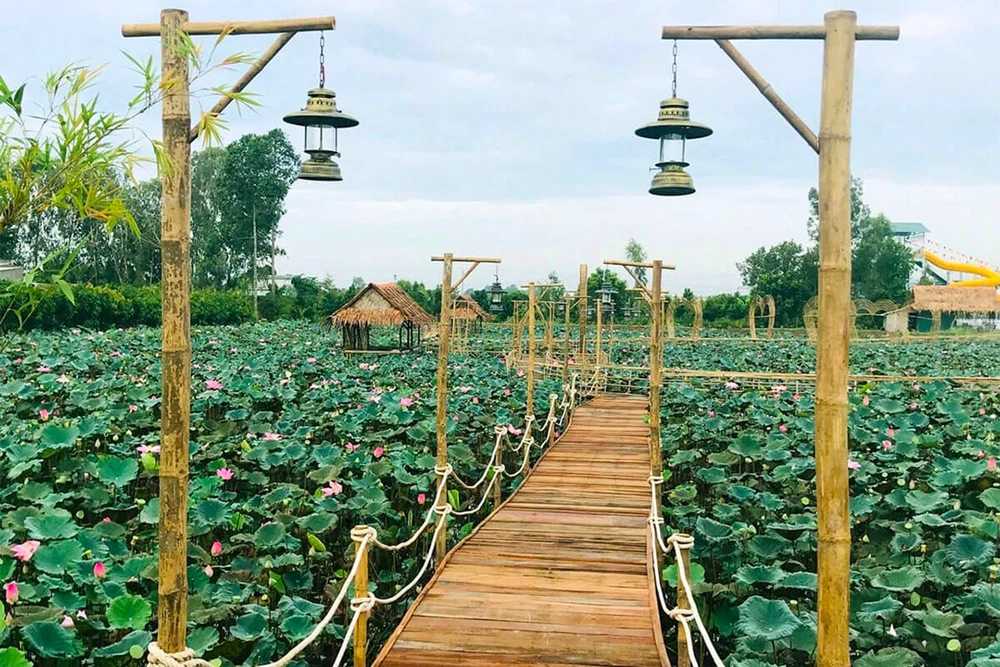 marcher au milieu des lotus dans les champs de thap muoi